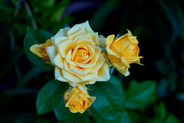 黄色いバラ