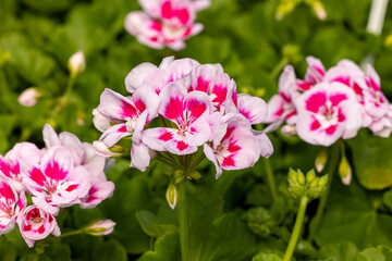 Fototapeta na wymiar Pelargonium flowers commonly known as geraniums, pelargoniums or storksbills and fresh green leaves in a pot in a garden