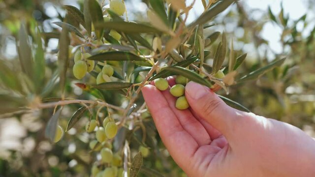 Close up of green olive trees. Plantation of green olives. Olives trees branch moving on wind. Extra virgin olive oil production.