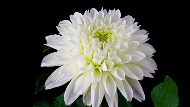 Time-lapse of blooming white dahlia flower isolated on black background. 4K Time lapse of growing blossom Dahlia, opening up. Love, wedding, anniversary, spring, valentines day.
