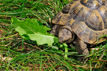 Greek tortoise, spur-thighed tortoise // Maurische Landschildkröte (Testudo graeca) 