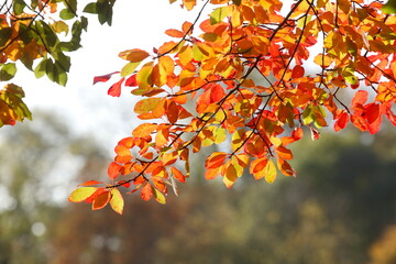 Rotes Herbstlaub an einem Baum, Deutschland