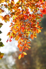 Rotes Herbstlaub an einem Baum, Deutschland