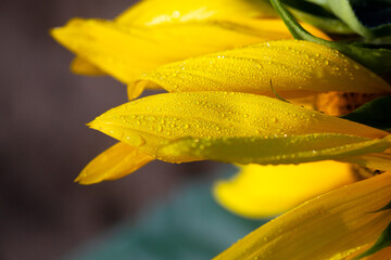 Early morning dew drops on a golden sunflower.