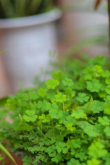 Close up aerial view of a patch of green clovers