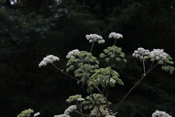 White flowering plant, Caraway or meridian fennel - obrazy, fototapety, plakaty