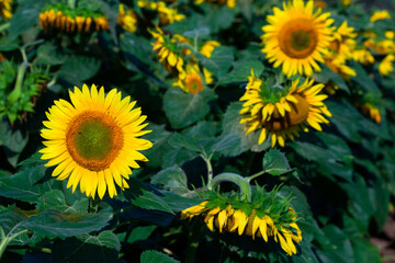 the beautiful big sunflower field in summer background