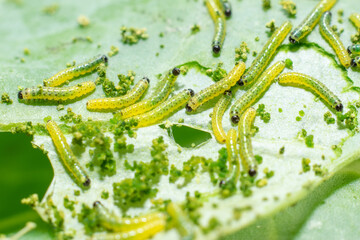 Makroaufnahme von Raupen des zweiten Larvenstadiums des großen Kohlweißlings (Pieris brassicae) beim Fressen auf Weißkohl