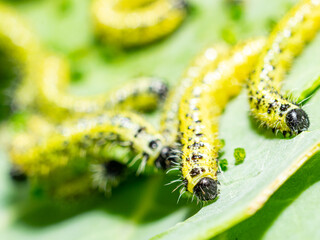 Makroaufnahme von Raupen des zweiten und dritten Larvenstadiums des großen Kohlweißlings (Pieris brassicae) beim Fressen auf Weißkohl