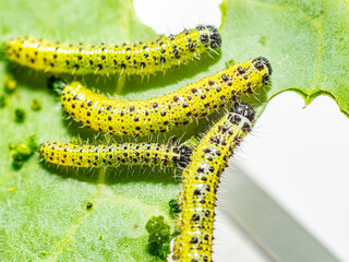 Makroaufnahme von Raupen des dritten Larvenstadiums des großen Kohlweißlings (Pieris brassicae)...