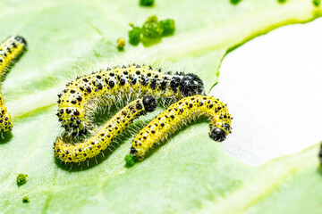 Makroaufnahme von Raupen des dritten und vierten Larvenstadiums des großen Kohlweißlings (Pieris brassicae) beim Fressen auf Weißkohl