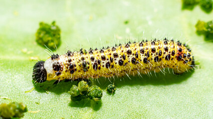 Makroaufnahme einer Raupen  des großen Kohlweißlings (Pieris brassicae) in Vorhäutung zum vierten Larvenstadium auf Weißkohl