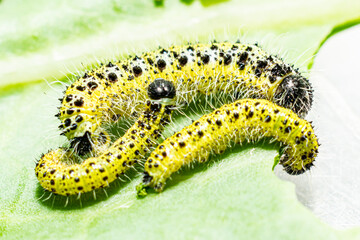 Makroaufnahme von Raupen des dritten und vierten Larvenstadiums des großen Kohlweißlings (Pieris...