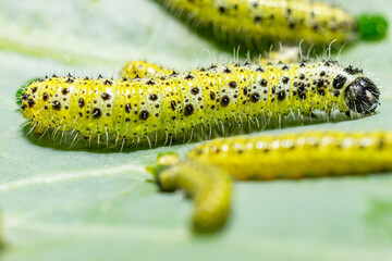 Makroaufnahme von Raupen des vierten Larvenstadiums des großen Kohlweißlings (Pieris brassicae) beim Fressen auf Weißkohl