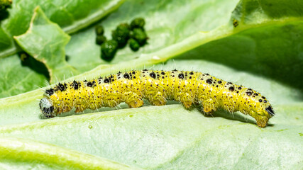 Makroaufnahme einer gestreckten Raupen des 5. Larvenstadiums des großen Kohlweißlings (Pieris brassicae) auf Weißkohl