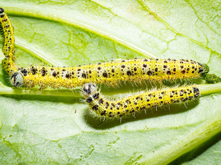 Makroaufnahme einer Raupen des 5. Larvenstadiums des großen Kohlweißlings (Pieris brassicae) auf Weißkohl