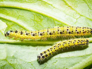 Makroaufnahme einer Raupen des 5. Larvenstadiums des großen Kohlweißlings (Pieris brassicae) auf Weißkohl