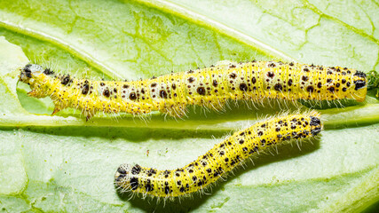 Makroaufnahme einer Raupen des 5. Larvenstadiums des großen Kohlweißlings (Pieris brassicae) auf Weißkohl