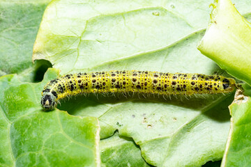 Makroaufnahme einer Raupen des 5. Larvenstadiums des großen Kohlweißlings (Pieris brassicae) auf Weißkohl