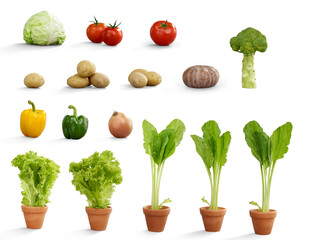 Lots of vegetables and fruits in one image: kohlrabi, tomatoes, potatoes, pumpkins, green peppers, red peppers, potted lettuce, broccoli in pots.