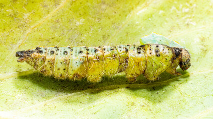 Fehlverpuppung des großen Kohlweißlings (Pieris brassicae)
