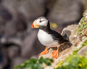 Horned Puffin (Fratercula corniculata) at St. George Island, Pribilof Islands, Alaska, USA