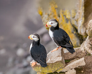 Horned Puffin (Fratercula corniculata) at St. George Island, Pribilof Islands, Alaska, USA