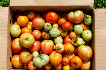Unripe and ripe tomatoes in a cardboard box. New harvest. Vitamins and healthy food. Top view.