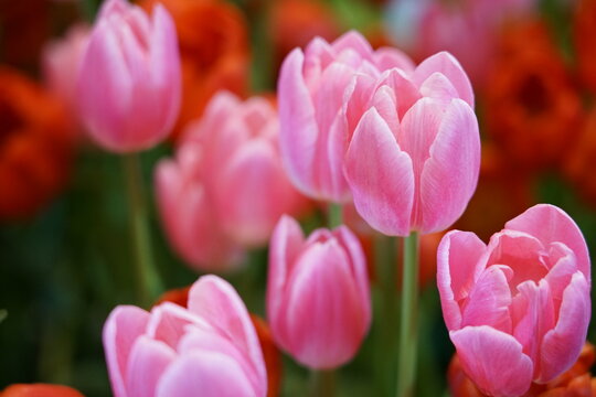 pink and white tulips in the garden © Chayapol