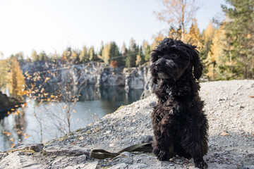 Fototapeta premium terrier sitting on the background of the autumn forest
