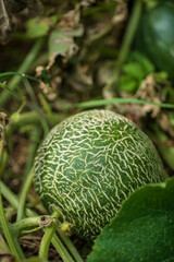 organic melon in the garden