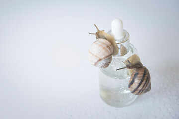 Snails are crawling on a glass bottle of face serum with snail mucin.