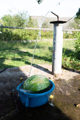 Watermelon in a blue basin under running water against the background of a rural garden