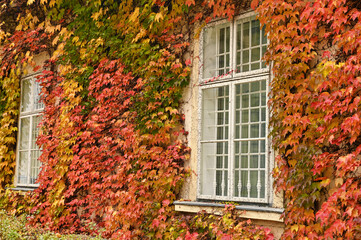 wall with rustic wooden windows and creeper in Vienna autumn season