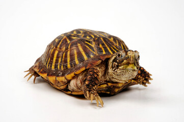 Western box turtle, Ornate box turtle // Schmuck-Dosenschildkröte (Terrapene ornata)