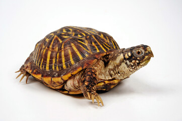 Schmuck-Dosenschildkröte // Western box turtle, Ornate box turtle (Terrapene ornata)