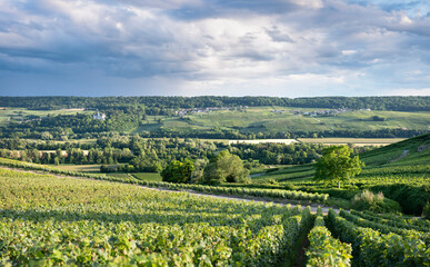 Fototapeta na wymiar vineyards in marne valley south of reims in french region champagne ardenne