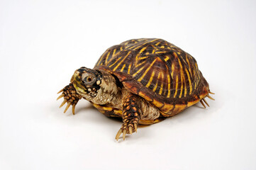 Western box turtle, Ornate box turtle // Schmuck-Dosenschildkröte (Terrapene ornata)