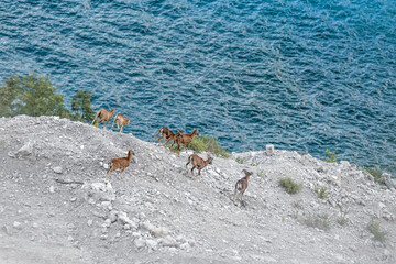 Fototapeta na wymiar Herd of mouflons descends towards Como's lake (Ovis musimon)