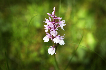 Purple flower on a background of natural vegetation, macro.