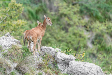 Fine art portrait of mouflon female with puppy on the rock (Ovis aries musimon)