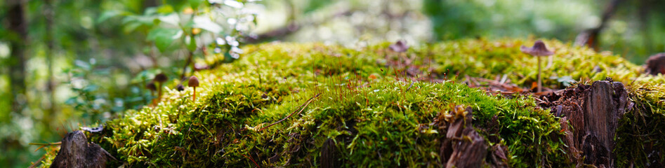 Green moss on a stump on a blurred forest background. Wildlife background with copy space for design. Ecology, natural cosmetics concept. Web banner. Website header.