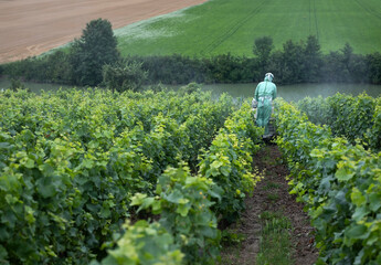man in protective clothing sprays vines in champagne vineyard south of reims in france