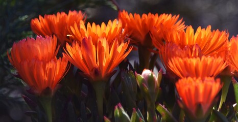 Close up of beautiful orange trailing ice plant blossoms