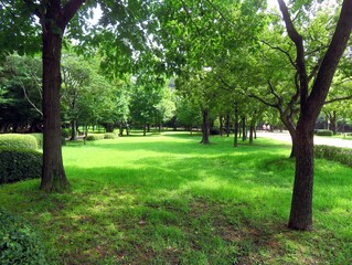 A view of the park with trees and grass.