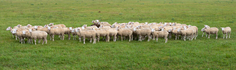 flock of sheep stick close together in green grassy meadow on french countryside