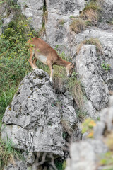 An incredible climber, the European mouflon female in mountain region (Ovis musimon)