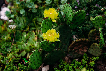 Prickly pear. Blooming cactus on the street. Yellow flowers