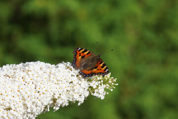 Small tortoiseshell (Aglais urticae, family Nymphalidae on white flowers of a summer lilac (Buddleja davidii). Faded green, Dutch garden, Summer, August.	