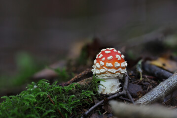 Wild forest mushroom macro closeup 